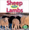 Sheep_have_lambs