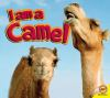 I_am_a_camel