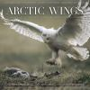 Arctic_wings