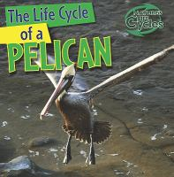 The_life_cycle_of_a_pelican
